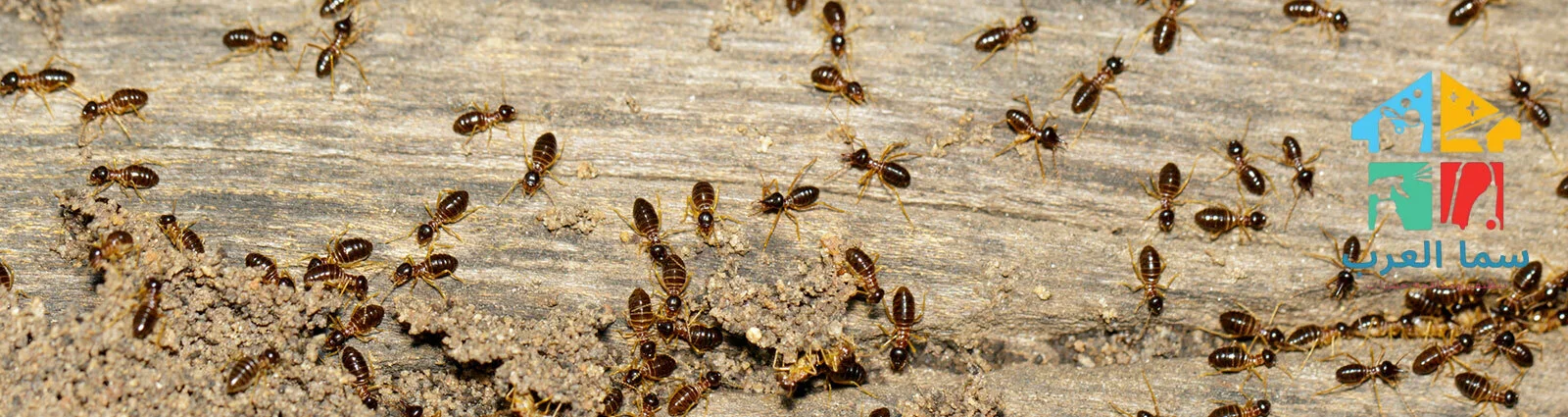 شركة مكافحة النمل الابيض في دبي